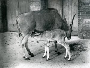 Un éland nourrissant son petit au zoo de Londres, 1920